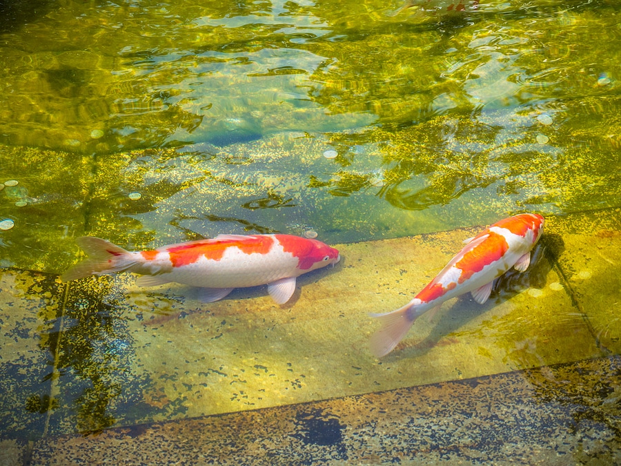 3 Effective Ways to Treat Algae in Your Koi Pond