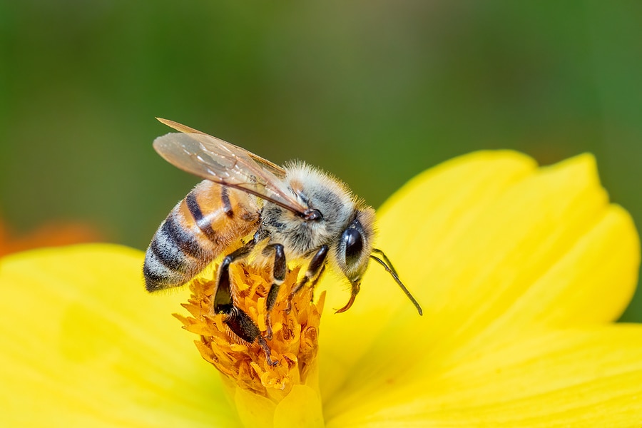 Why Your Garden Needs Honeybees