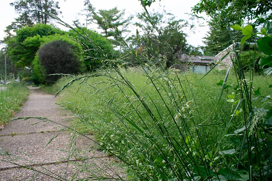 3 Reasons Why You Should Care About Overgrown Sidewalks