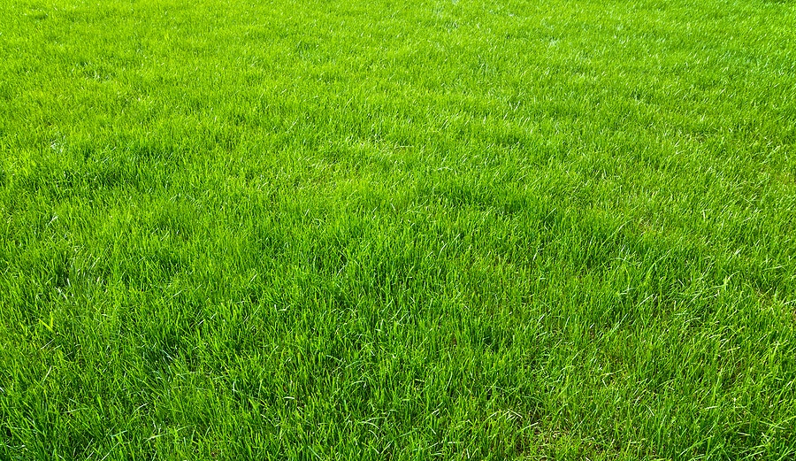 How Soil's pH Level Impacts Your Grass Color